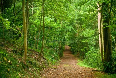 bucac|Buçaco Forest .
